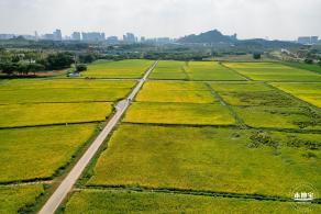 光明欢乐田园风光