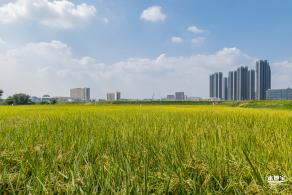 光明欢乐田园风光