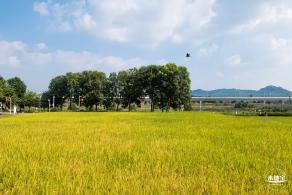 光明欢乐田园风光