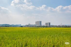 光明欢乐田园风光