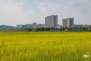 光明欢乐田园风光