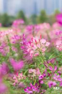 桂湾公园花海