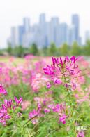 桂湾公园花海