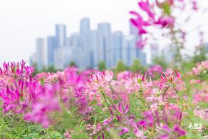 桂湾公园花海