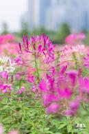 桂湾公园花海