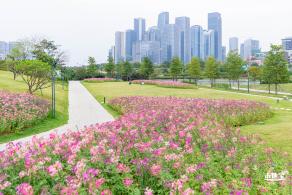 桂湾公园花海
