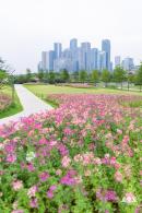 桂湾公园花海