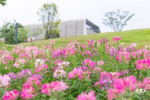 桂湾公园花海