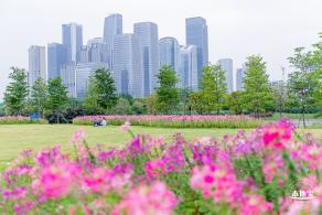 桂湾公园花海
