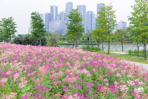 桂湾公园花海