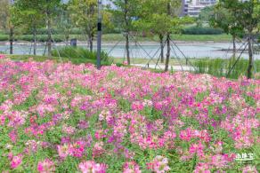 桂湾公园花海