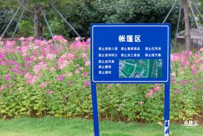 桂湾公园花海