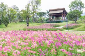 桂湾公园花海