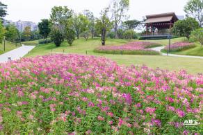桂湾公园花海