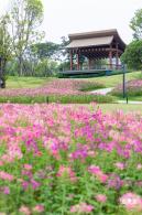 桂湾公园花海