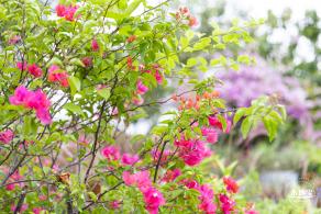 桂湾公园花海