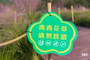 新大河湿地公园（粉黛乱子草）