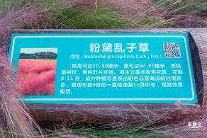 新大河湿地公园（粉黛乱子草）