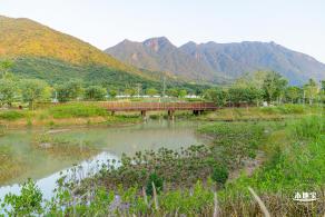 新大河湿地公园（粉黛乱子草）