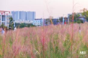 红花山花海