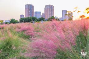 红花山花海