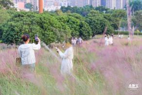 红花山花海