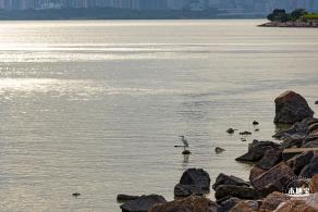 深圳湾公园