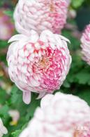 2022东湖公园菊花展