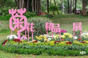2022东湖公园菊花展