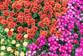 2022东湖公园菊花展