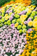 2022东湖公园菊花展