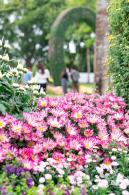 2022东湖公园菊花展