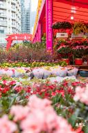 盐田花市