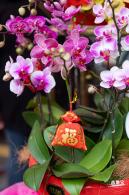 深圳迎春花市