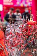 深圳迎春花市