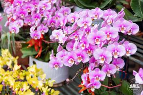 深圳迎春花市