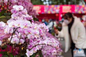 深圳迎春花市