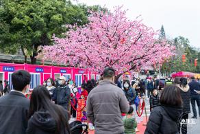 深圳迎春花市