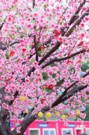 深圳迎春花市