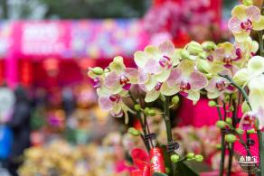 深圳迎春花市