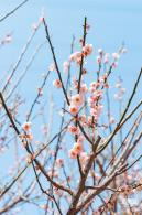 梅园梅花