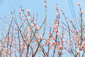 梅园梅花