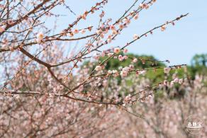 梅园梅花