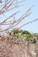 梅园梅花
