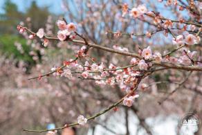 梅园梅花