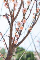 梅园梅花