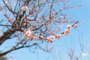 梅园梅花