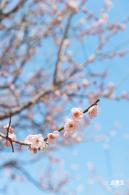 梅园梅花