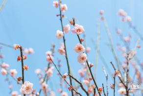梅园梅花