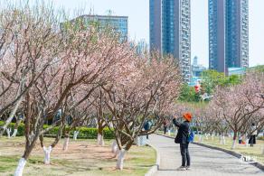 梅园梅花